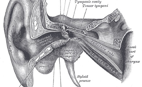 Buiten- en middenoor - Gray's Anatomy