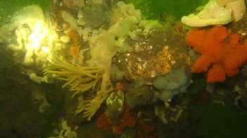 Onderwaterflora en fauna