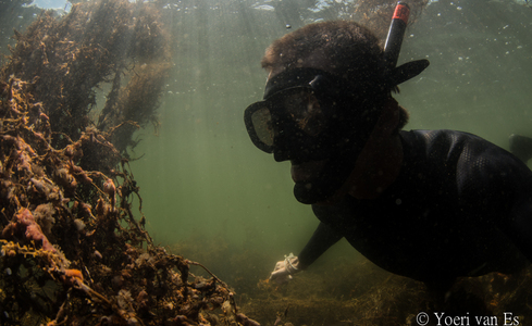 Onderwaterfotograaf Yoeri van Es snorkelt bij Dreischor