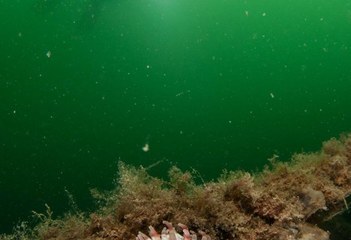 Zeedahlia en duiker - Oosterschelde - Foto door Yoeri van Es