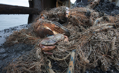 Noordzeekrab gevangen in verloren visnetten