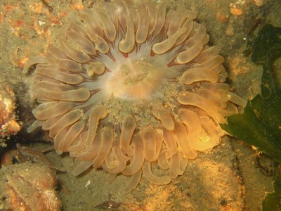  - zeedahlia-bij-de-bergse-diepsluis-oesterdam-foto-rene-koolen