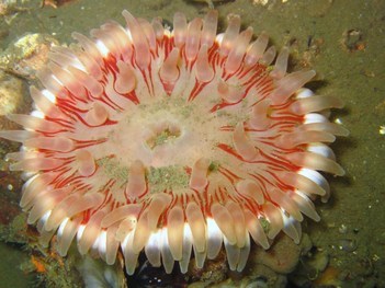 Rode zeedahlia op 3,6 m diepte - Foto: René Koolen