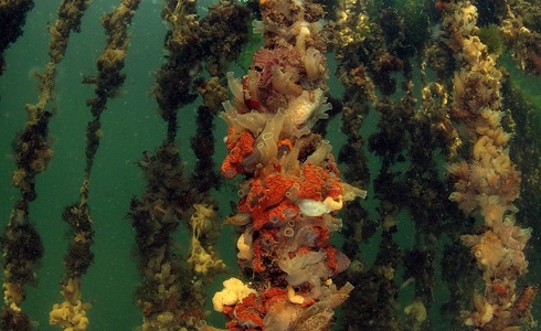 Winnaar onderwaterfotografiekampioenschap 'Oosterschelde Ondersteboven' 2012 - Door Janny Bosman