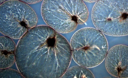 Zeevonk onder de microscoop - Foto: NIOZ