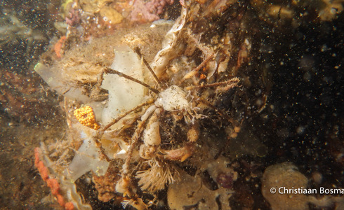 De hooiwagenkrab is een andere krab dan gewone krabben - Foto: Christiaan Bosma