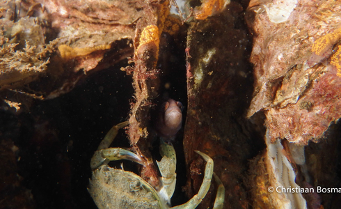 Vis in een oester, belaagd door een krab - Foto: Christiaan Bosma