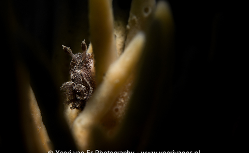 Bruine plooislak op geweispons bij Sint Annaland - Foto: Yoeri van Es Onderwaterfotografie