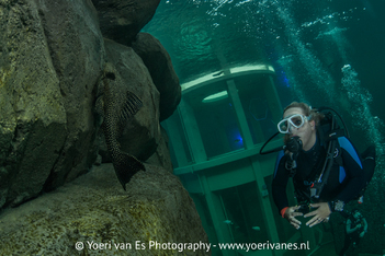 Duiker bekijkt vis op rots in TODI - Foto: Yoeri van Es Fotografie