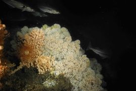 Koudwater koraalriffen zijn een bron van rijke biodiversiteit