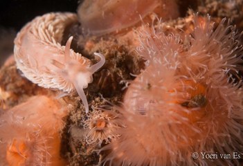 Kleine vlokslak - Aeolidiella glauca