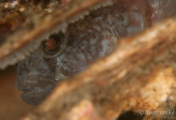 Zwarte grondel - Gobius niger