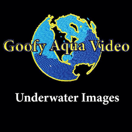 Goofy Aqua Video