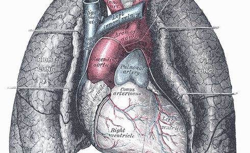 Hart en longen - Gray's Anatomy