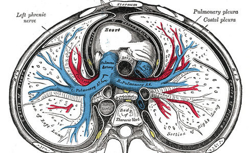 Borstkas en mediastinum - Gray's Anatomy