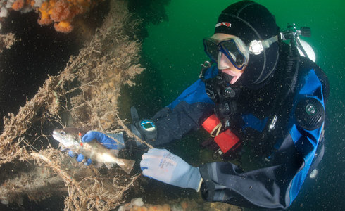 Duiker bevrijdt een vis uit spooknet in de Noordzee - Foto: Cor Kuyvenhoven