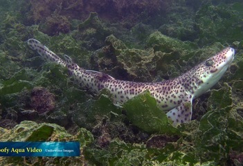 Hondshaai (Scyliorhinus canicula)