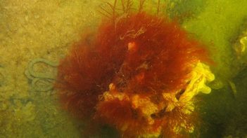 Rode algen en broodspons