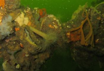 Onderwaterflora en fauna
