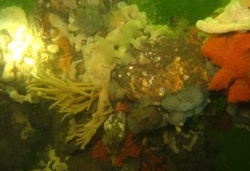 Onderwaterflora en fauna