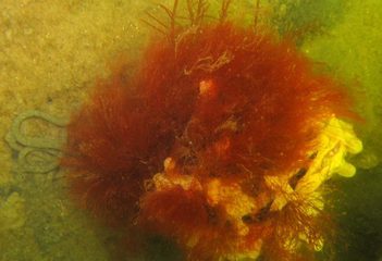 Rode algen en broodspons