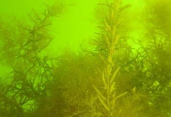 Onderwaterflora