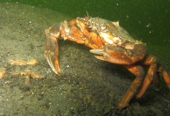 Strandkrab - Carcinus maenas