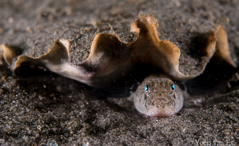 Dikkopje (Pomatoschistus minutus) onder een oester