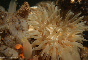 Witte zeedahlia - reefball met ketting - Foto door Paul Koetsier-Jeursen