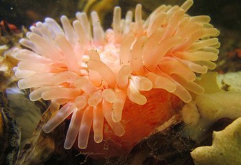 Rode zeedahlia - Kerkweg, rand platform - Foto: Ren&eacute; Koolen