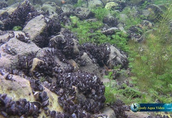 Begroeiing in de Zevenhuizerplas