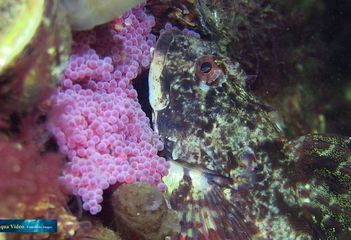 Zeedonderpad met eieren bij Frans Kok Rif - Foto: Goofy Aqua Video