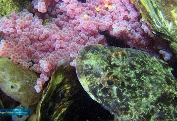 Zeedonderpad met eieren bij Frans Kok Rif - Foto: Goofy Aqua Video