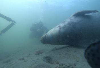 Zeehond bij de Bergse Diepsluis - Foto: Messiaen Olivier