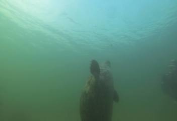 Zeehond bij de Bergse Diepsluis - Foto: Messiaen Olivier