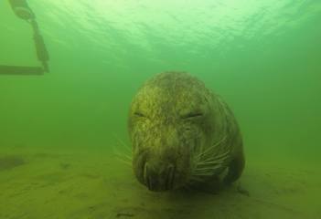 Zeehond bij de Bergse Diepsluis - Foto: Messiaen Olivier