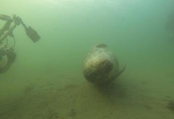 Zeehond bij de Bergse Diepsluis - Foto: Messiaen Olivier