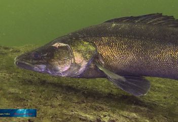 Snoekbaars 'Tinus Glasoog' in de Zevenhuizerplas