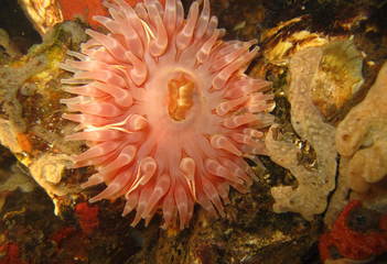 Zeedahlia - Kerkweg - Foto: René Koolen
