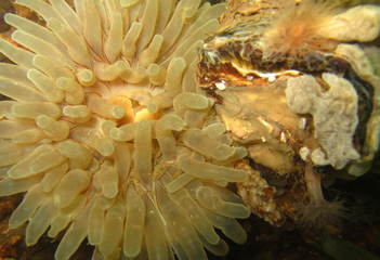 Witte zeedahlia - Kerkweg - Foto: René Koolen