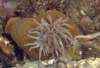 Zeedahlia bij de Bergse Diepsluis - Foto: Robert Hughan