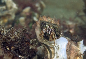 Bergse Diepsluis - Heremietkreeft