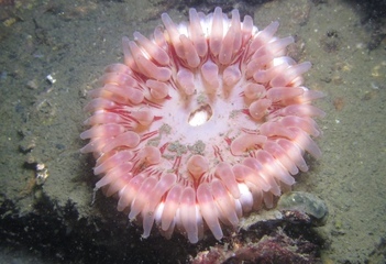 Zeedahlia - Foto: Eelco Dotinga