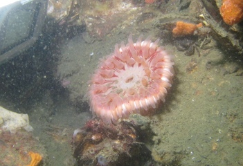 Zeedahlia - Foto: Eelco Dotinga