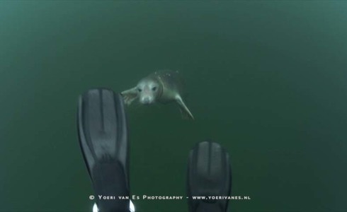 Onderwaterfotograaf Yoeri van Es ontmoet een zeehond in de Grevelingen