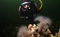 Duiker bij anemonen op het 'vergeten wrakje' van Scharendijke