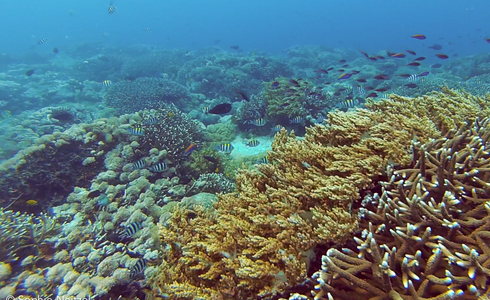 Snorkelen op het rif van Wamlana - Buru, Molukken - Foto: Sophie Neitzel