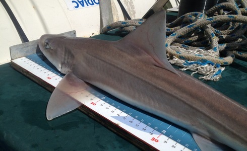 Gevlekte haai wordt opgemeten - Sharkatag