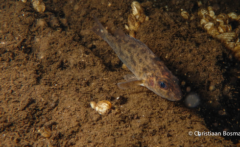 De onbekende vis - Foto: Christiaan Bosma