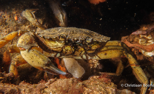 Niet-bange krab met één schaar - Foto: Christiaan Bosma